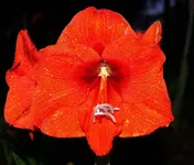 Red amaryllis.webp