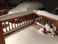 Snowy AM.webp