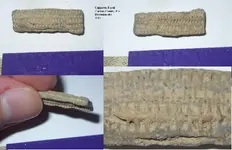 Copy of SDC17186 - fossil collage.webp