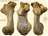 holmesinacalcaneumcomposite.webp