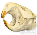 American Beaver.webp