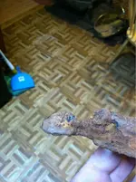 image-723786441.webp