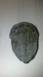 295309_4030569342829_1738944011_n.webp