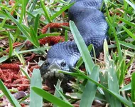 snake close up.webp