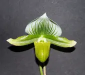 flowers 001.webp