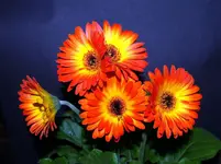 flowers 006.webp