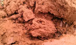 IMAG0353.webp