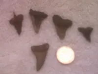 arrow heads 024.webp