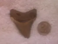 arrow heads 025.webp