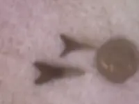 arrow heads 026.webp