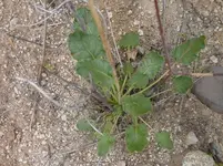 desert trumpet plant.webp