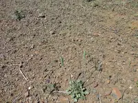 desert trumpet.webp