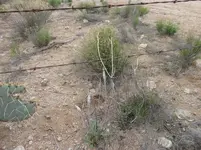 trumpet plant.webp