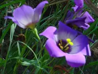 DSC00377.webp