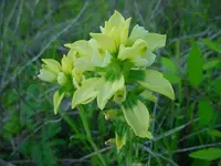 DSC01214.webp