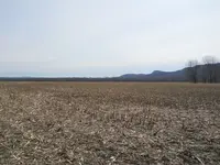 meadows1.webp