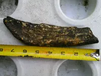 tooth 080.webp