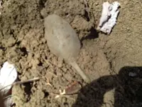 Spoon.webp