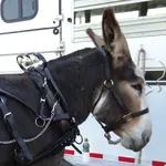 horsegear_Hames-bells_on-rack_ON-MULE_TN_postedbyBosnmate_O9D0FRP8.webp