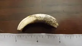 the claw 002.webp