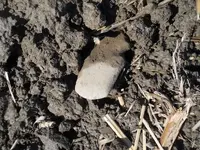 grooved ax.webp