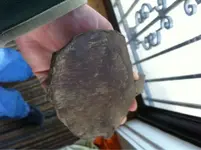 image-469962761.webp