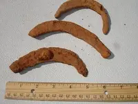 HORSE 2.webp