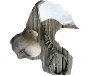 op4.webp