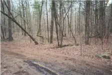 treessouthwestsm.webp
