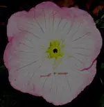 Copy of flow.webp