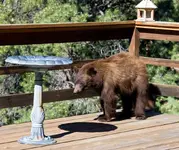 fluffy-on-the-deck.webp