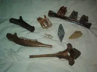 Fossils 001.webp
