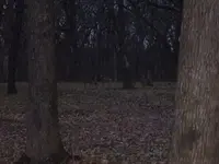 Four Deer.webp