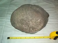 Fossils 008.webp