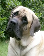 mastiff2.webp