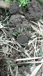 Dirt Shot 2.webp
