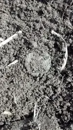 Dirt Shot 3.webp