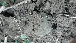 Dirt Shot 4.webp