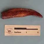 allosaurus_tooth_with_root_2_1.webp