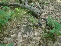 snakevssnake1.webp snakevssnake1.webp