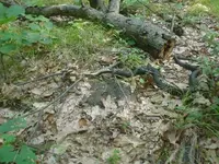 snakevssnake2.webp snakevssnake2.webp