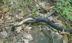 snakevssnake3.webp snakevssnake3.webp