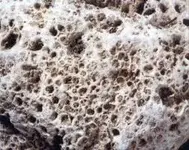 sponge.webp