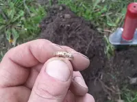 2013-05-06 small gold ring.webp