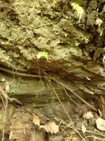 image-1130310418.webp