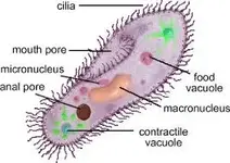 paramecium.webp