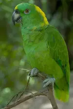 400px-Amazona_auropalliata_-Roatan_Tropical_Butterfly_Garden-8a.webp