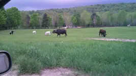 Bull.webp
