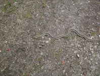 mill site finds 019.webp