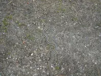 mill site finds 023.webp